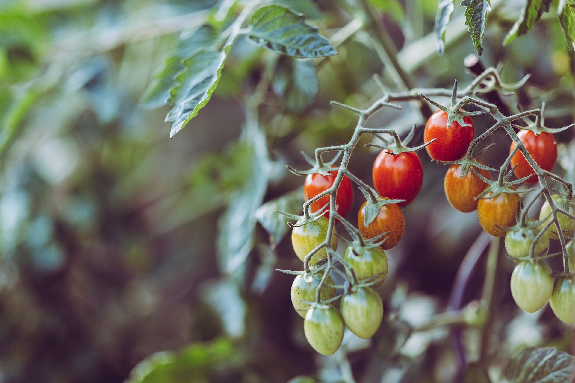 Mastering Tomato Care: A Gardener's Guide to Nurturing Cherry, Roma, and Grape Tomatoes