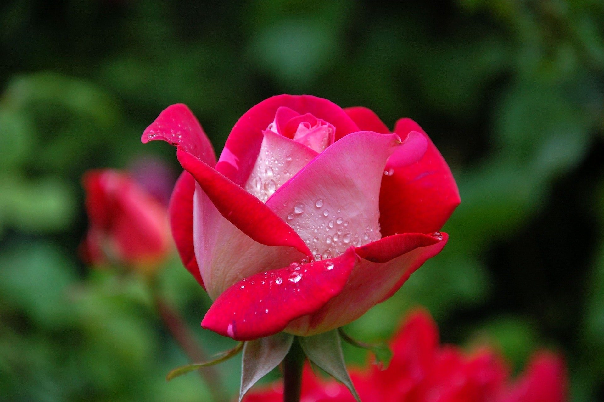 Essential Tips for Caring for Roses in Alberta: A Gardener's Guide