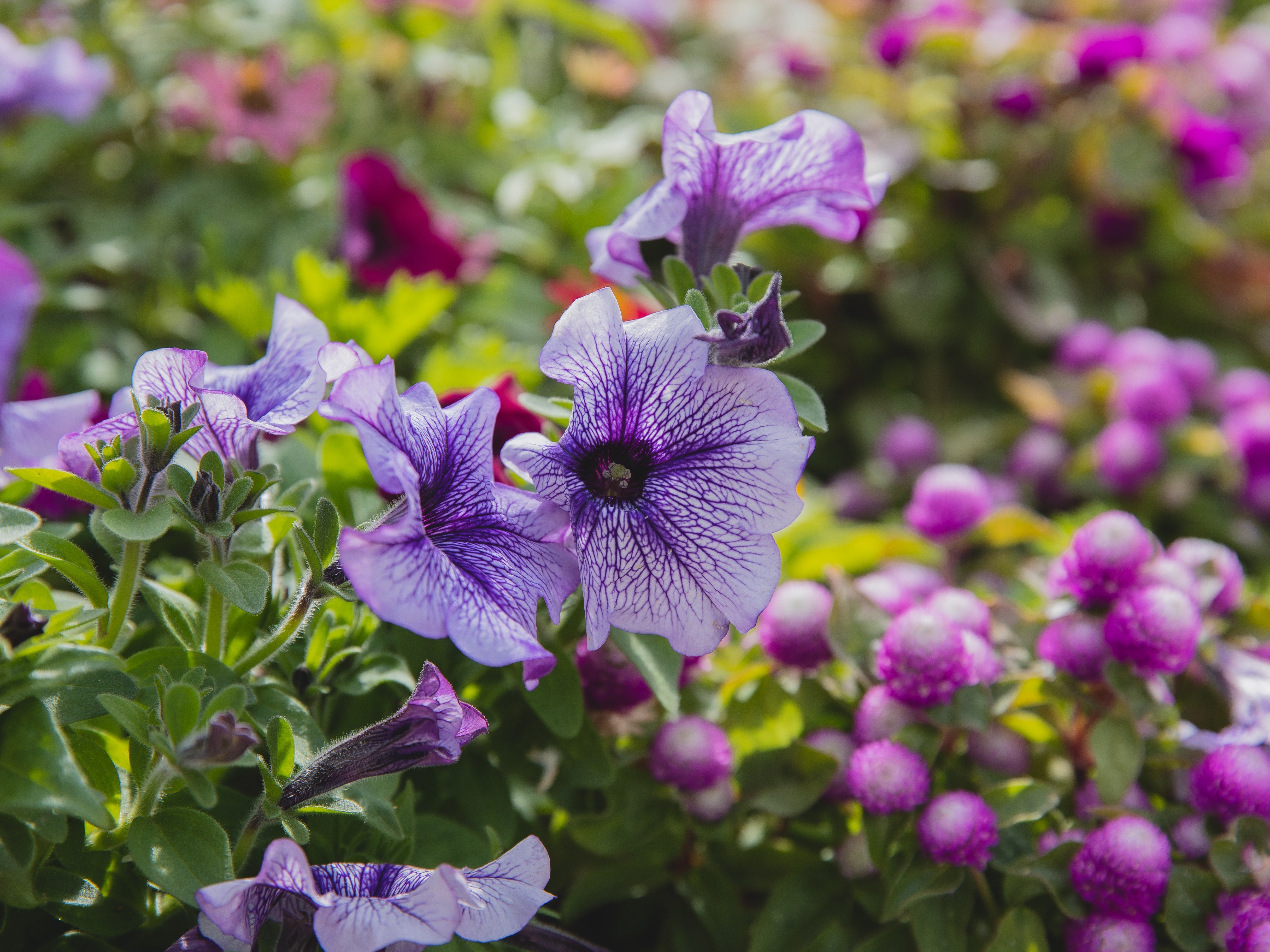 Petunias: Why they are the easiest bet for your Garden