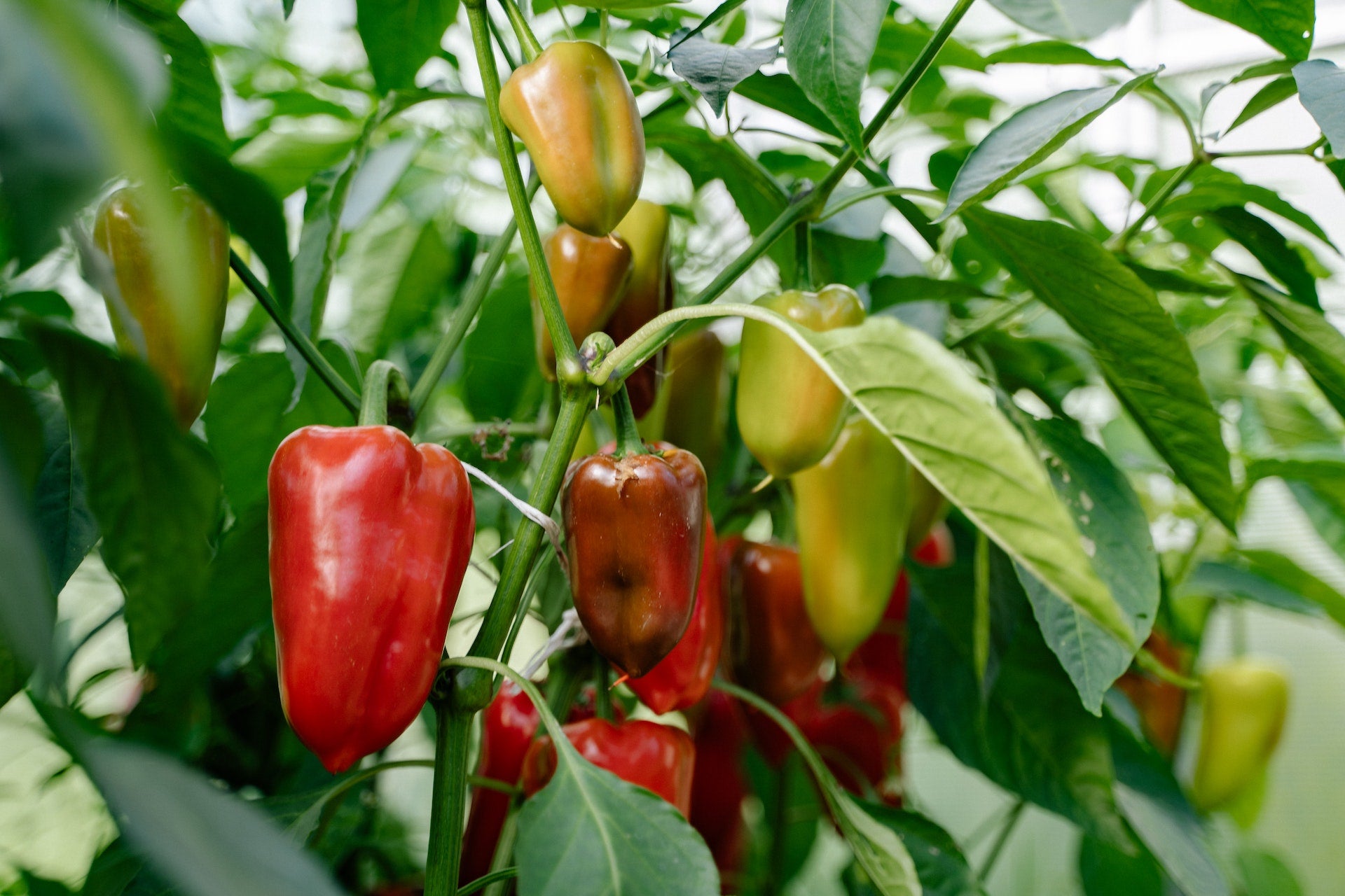 Better Peppers: Companion Planting to help get the best results
