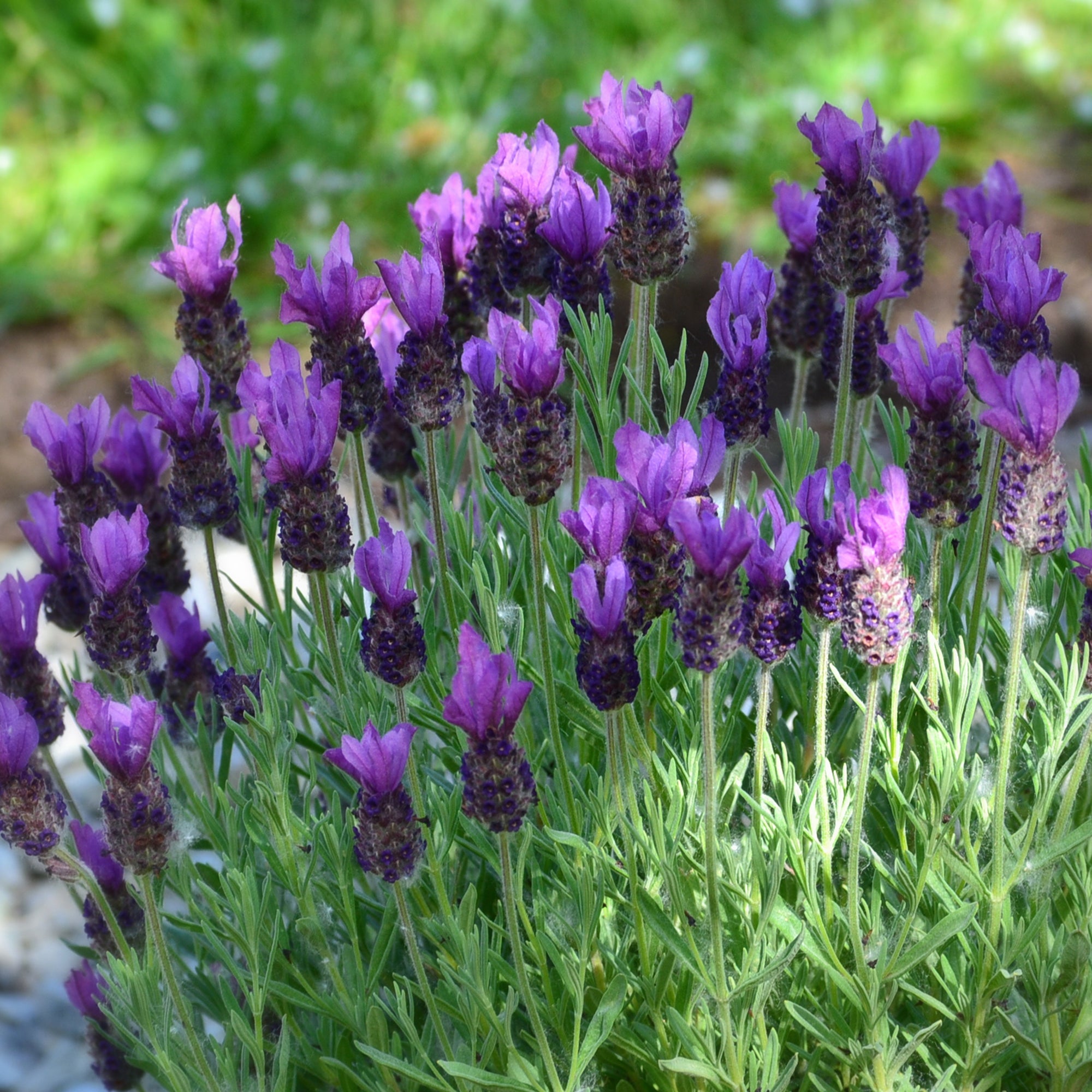 Spanish Lavender (10")