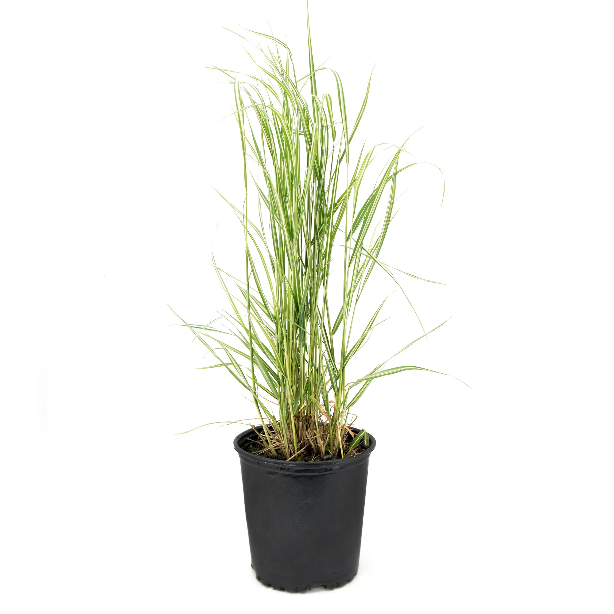 Grasses Assorted (2 Gal)