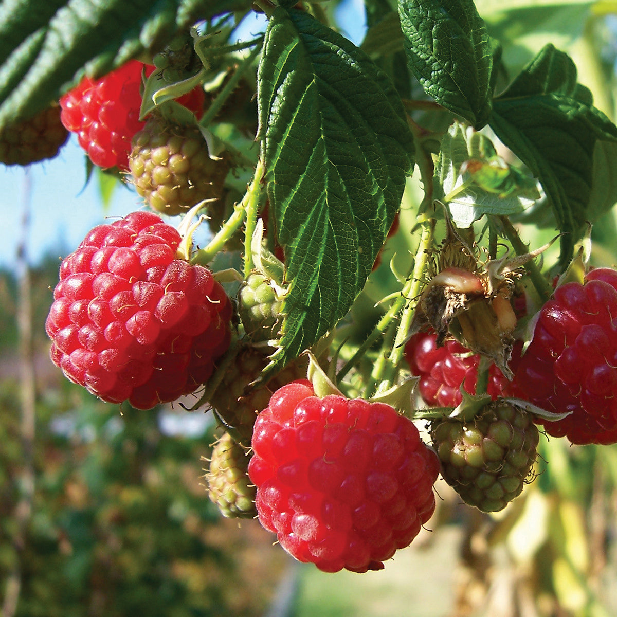 Raspberry (2 Gal) – Glow Gardens Alberta