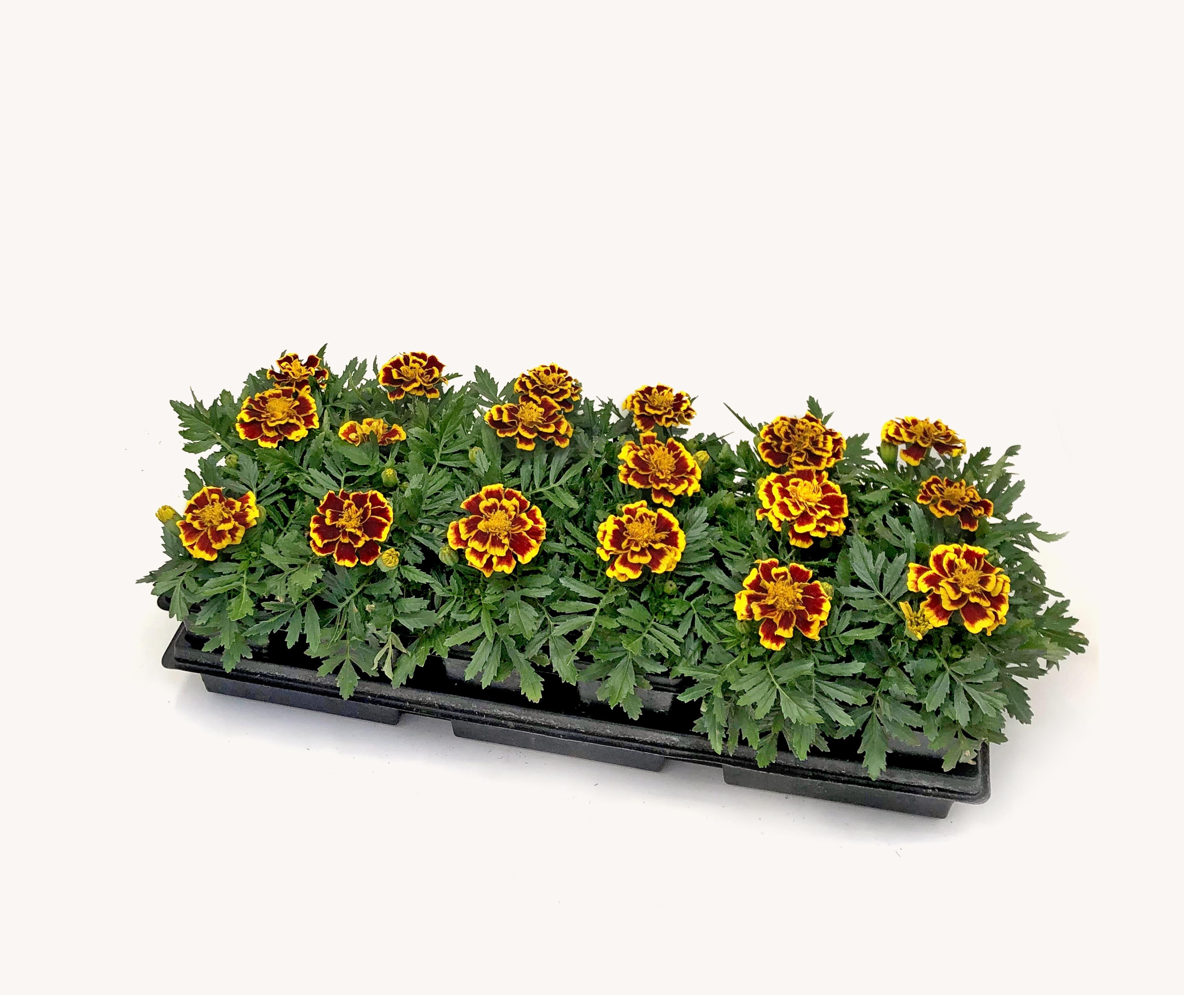 Marigold (Cell Pack)