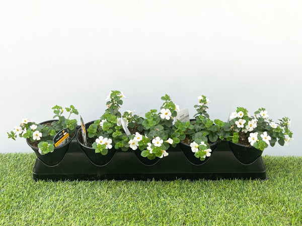Bacopa (4" Pot)  5 Pack