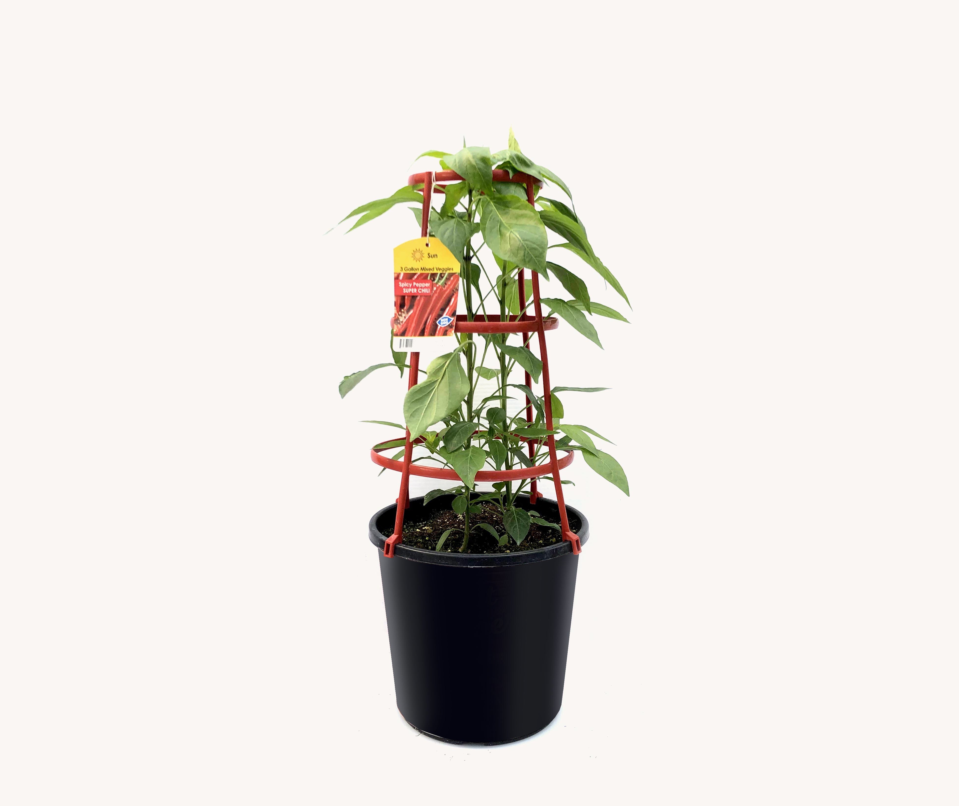 Pepper - Chili (12" Pot with Cage)