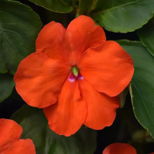 Impatiens (Cell Pack)