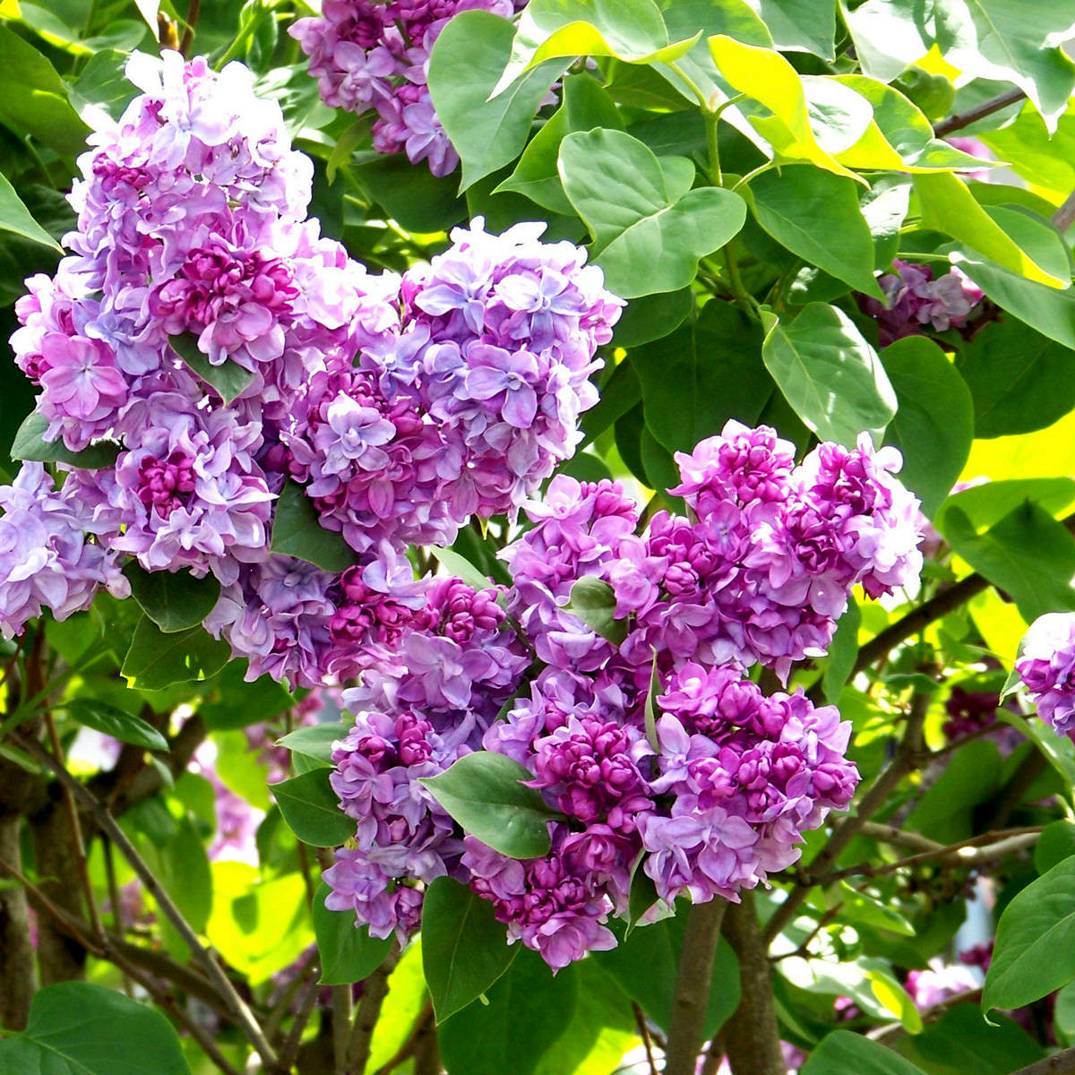 Lilac Syringa (5 Gal)