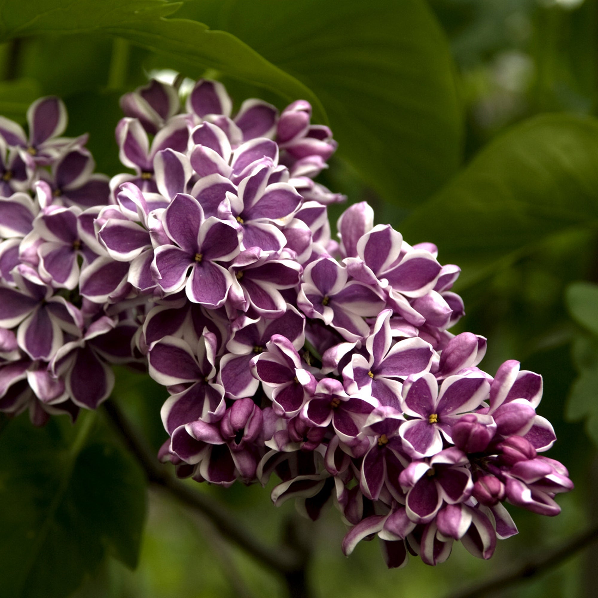 Lilac Syringa (5 Gal)