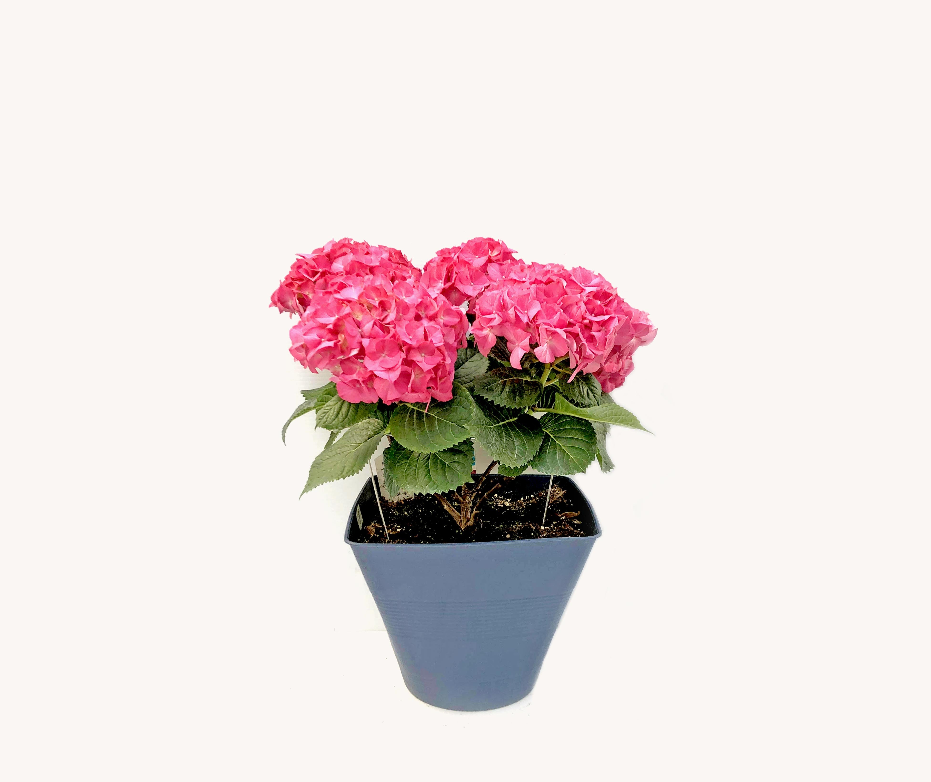 Hydrangea (12")