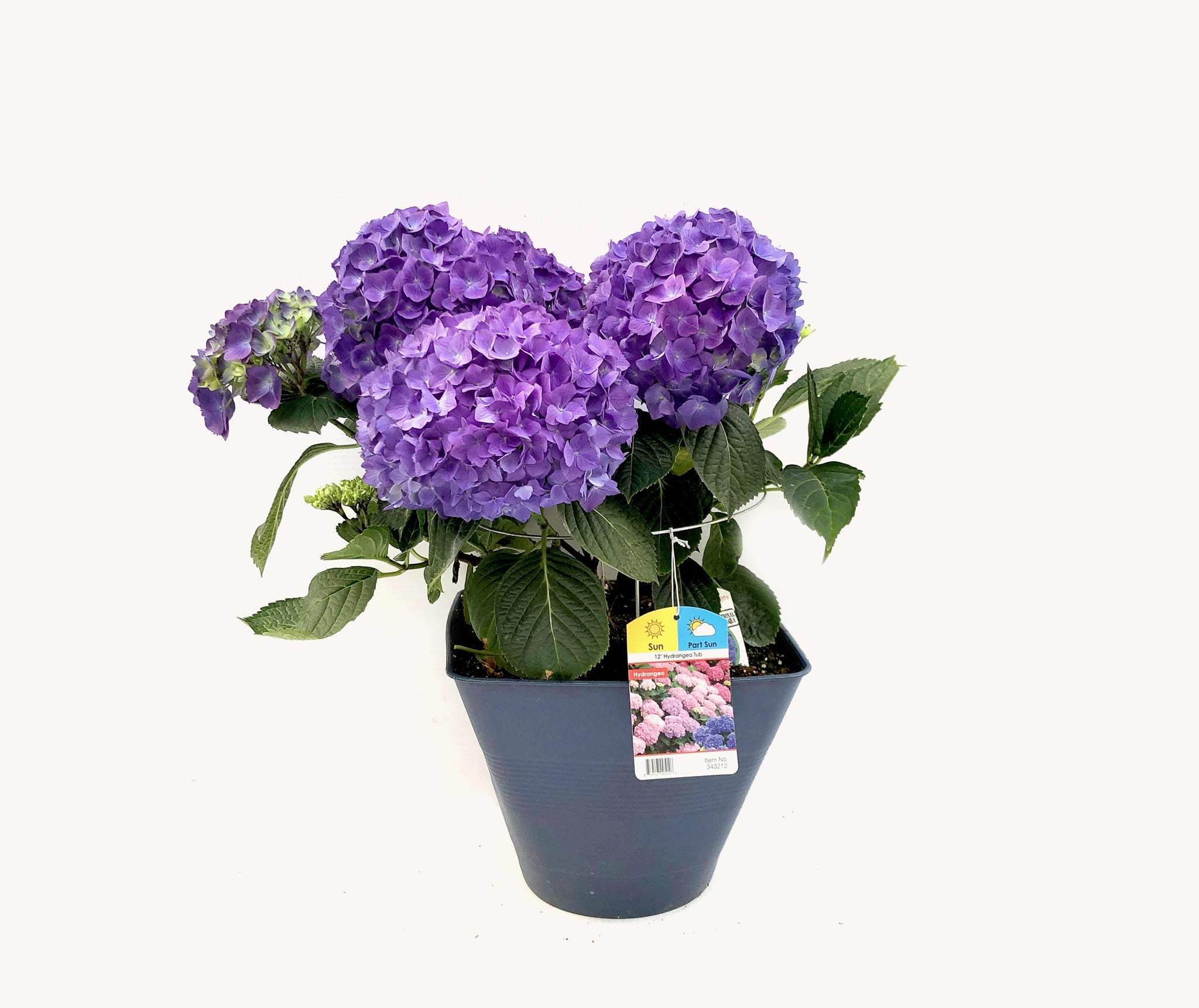 Hydrangea (12")
