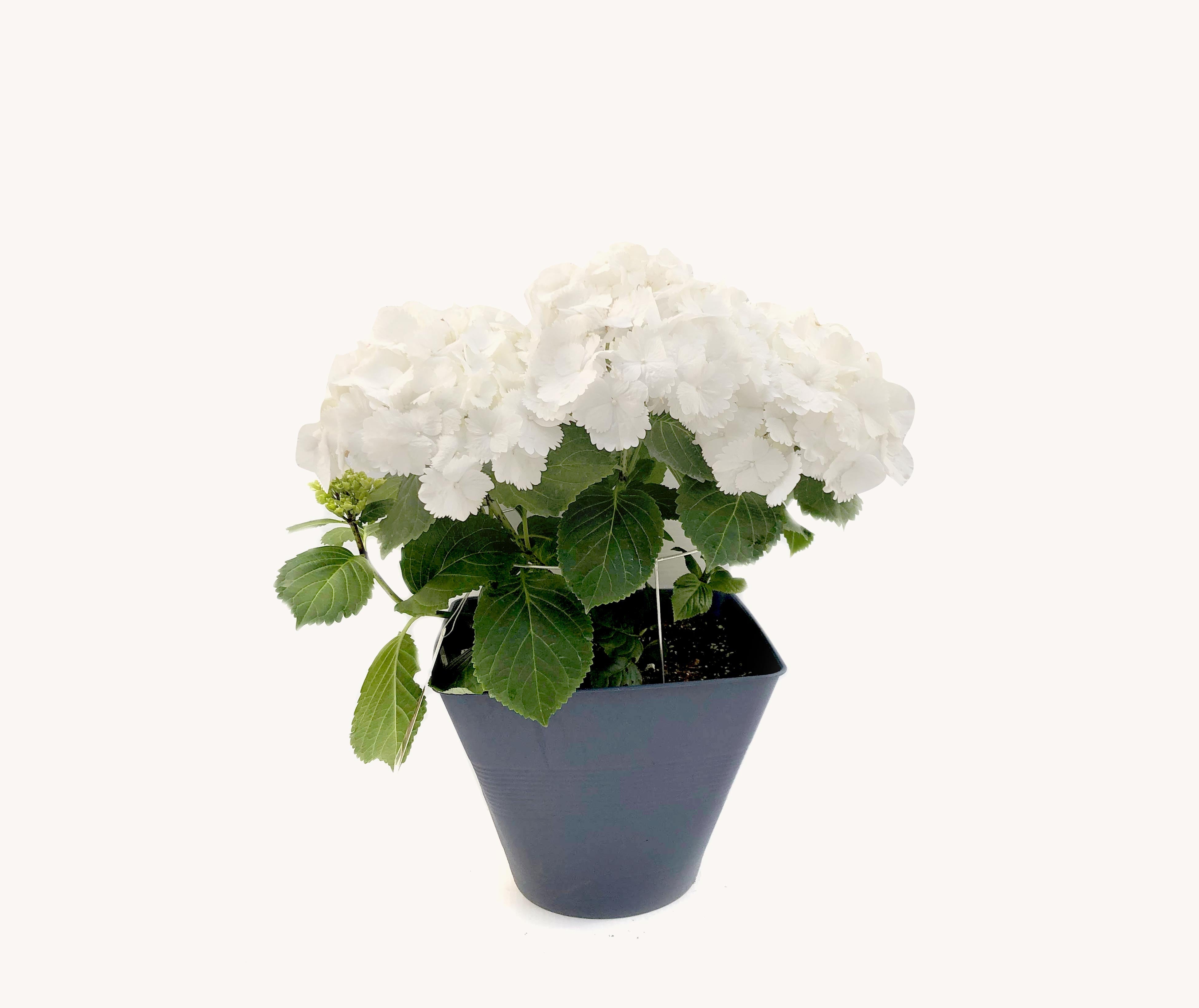 Hydrangea (12")