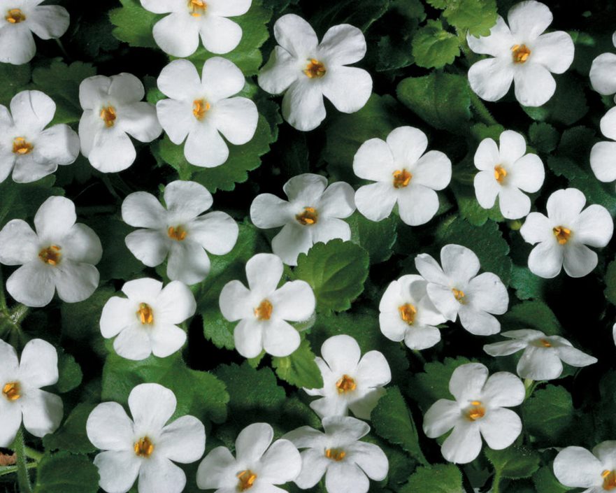 Bacopa (4" Pot)  5 Pack